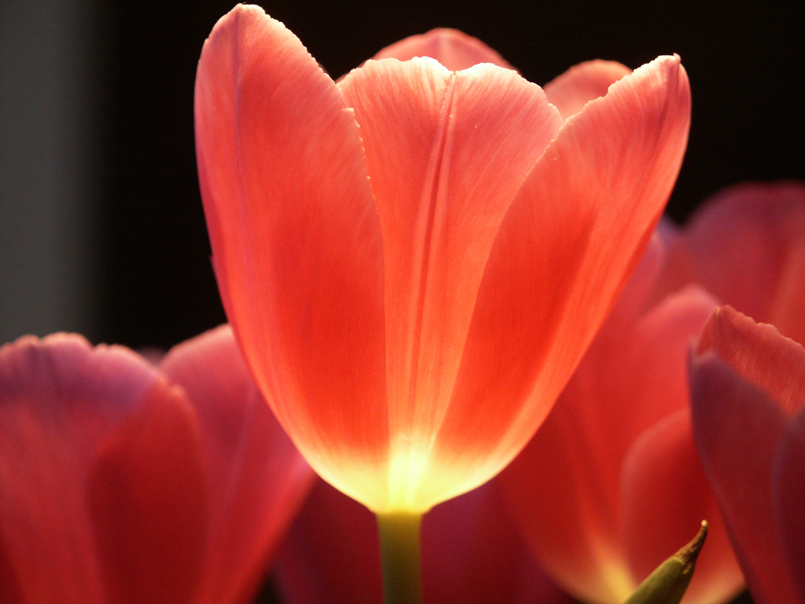 red tulip impression