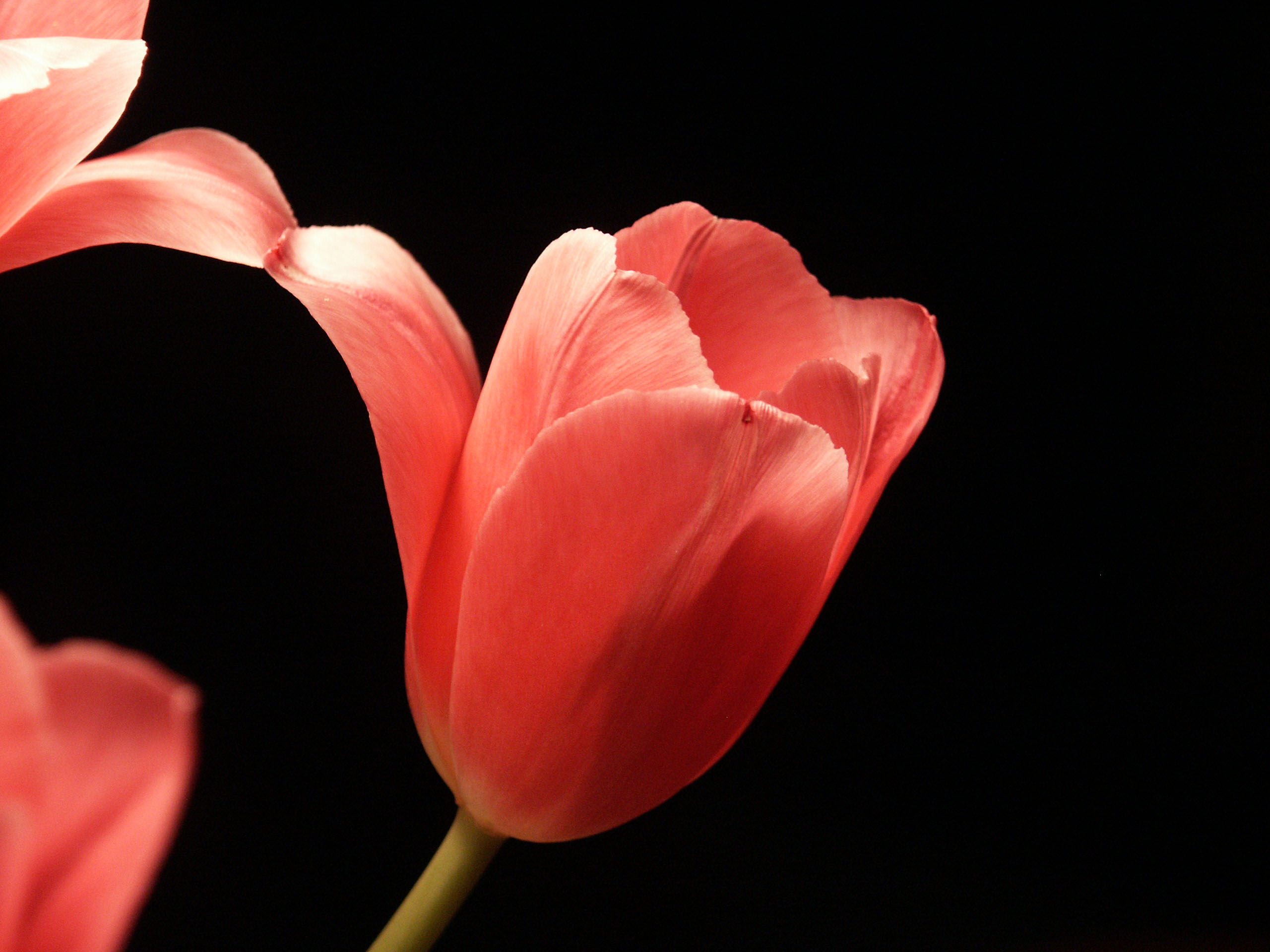 Graceful%20pink%20tulip.JPG