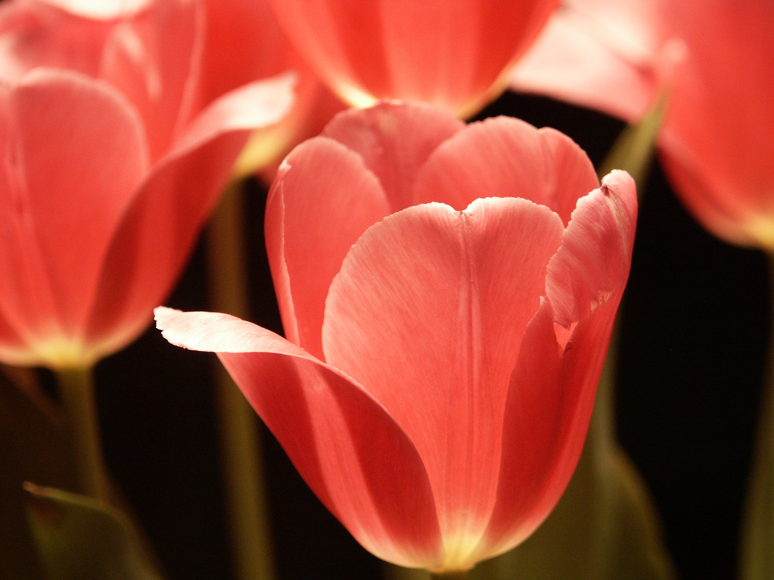 pink tulip statue